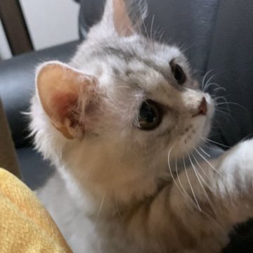 ミヌエット(短足)【埼玉県・女の子・2023年7月26日・ブルータビー（長毛）】の写真「新年感謝祭セール価格とさせていただきました！」