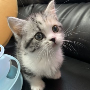 ミヌエット(短足)【埼玉県・女の子・2024年2月1日・シルバーパッチドタビー&ホワイト(キャリコ)（短毛）】の写真「小柄でとても可愛らしく人懐こい短足姫です！」