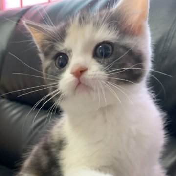 ミヌエット(長足)【埼玉県・女の子・2024年2月1日・シルバーパッチドタビー&ホワイト(キャリコ)（短毛）】の写真「活発でとても可愛いらしい女の子です！」