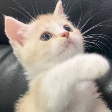 ミヌエット(短足)【埼玉県・男の子・2024年2月1日・クリームタビー&ホワイト（短毛）】の写真「おっとり系でとても人懐こく可愛い短足王子です！」