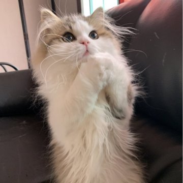 ミヌエット(長足)【埼玉県・男の子・2023年9月25日・ブラウンタビー&ホワイト（長毛）】の写真「Winter Sale価格とさせていただきました!」