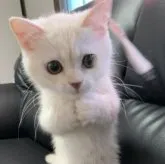 ミヌエット(長足)【埼玉県・男の子・2023年5月8日・クリームタビー】の写真1