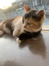 ミヌエット【埼玉県・女の子・2020年8月27日・キャリコ】の写真1「おてて短いキャリコ姫」