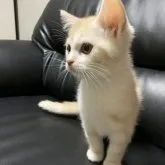 ミヌエット(長足)【埼玉県・男の子・2023年1月30日・レッドタビー&ホワイト】の写真2