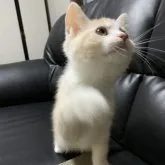 ミヌエット(長足)【埼玉県・男の子・2023年1月30日・レッドタビー&ホワイト】の写真4