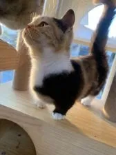 ミヌエット【埼玉県・女の子・2020年8月27日・キャリコ】の写真4