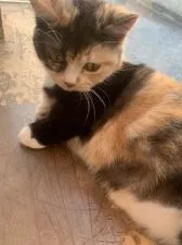 ミヌエット【埼玉県・女の子・2020年8月27日・キャリコ】の写真5