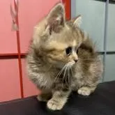 ミヌエット(短足)【埼玉県・女の子・2022年4月18日・ブラウンパッチドタビー】の写真5