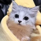 ミヌエット(長足)【埼玉県・女の子・2025年7月20日・ブルータビー&ホワイト】の写真15