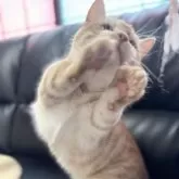 ミヌエット(短足)【埼玉県・男の子・2025年3月21日・レッドタビー】の写真3