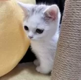 ミヌエット(短足)【埼玉県・女の子・2025年2月26日・ダイリュートキャリコ】の写真5