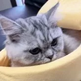 ミヌエット(長足)【埼玉県・女の子・2025年3月1日・ブルータビー】の写真5