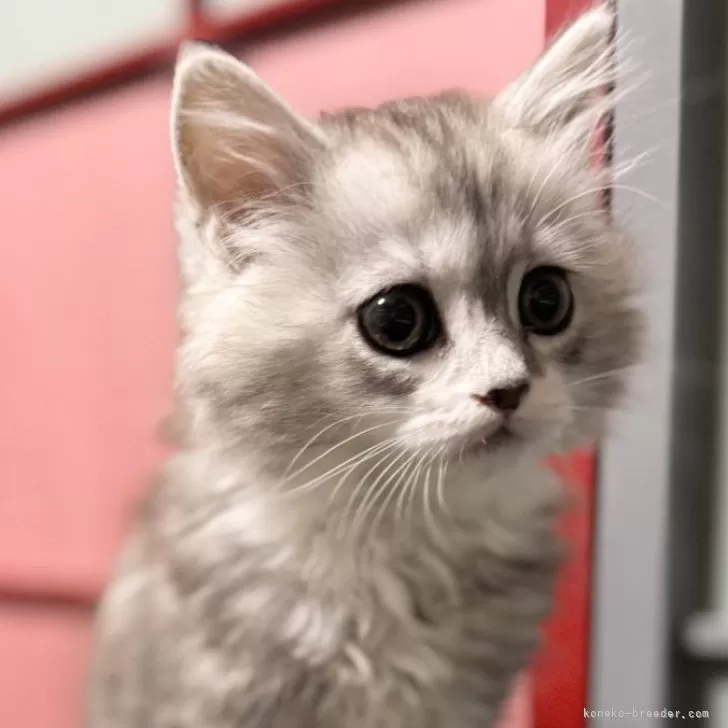 ID：2502-00995の子猫