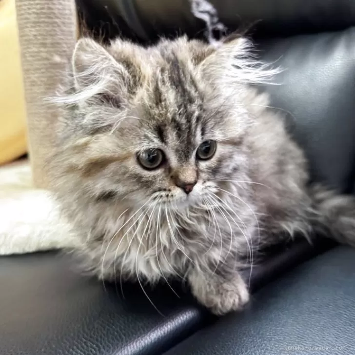 ID：2504-02726の子猫