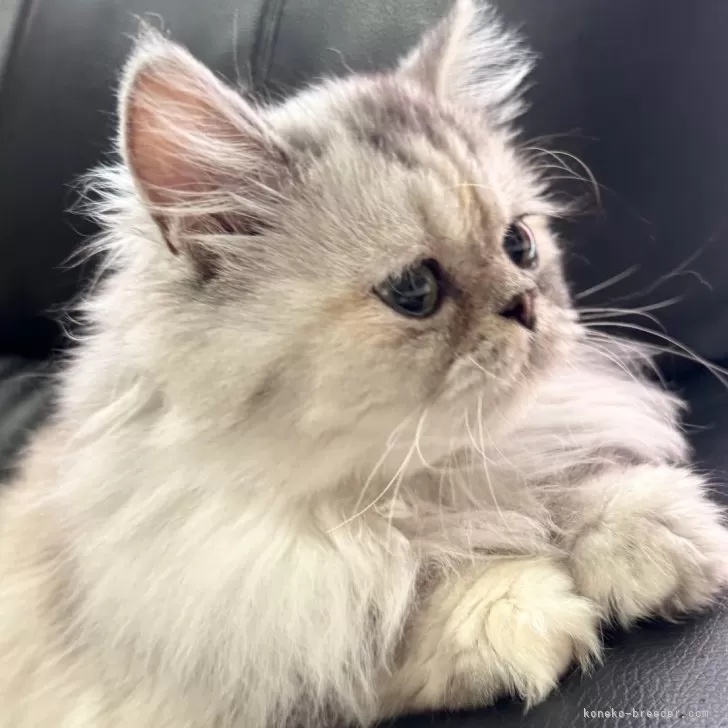 ミヌエット(長足)【埼玉県・女の子・2025年3月1日・シルバーパッチドタビー】の写真1