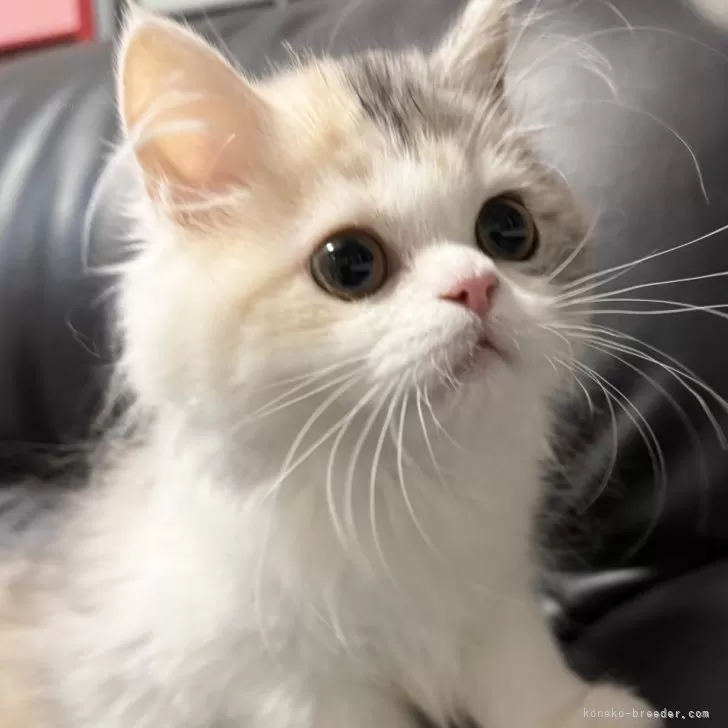 ミヌエット(長足)【埼玉県・女の子・2025年7月20日・ダイリュートキャリコ】の写真1