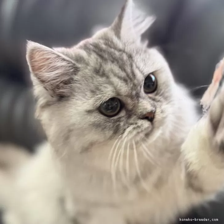 ミヌエット(長足)【埼玉県・女の子・2025年3月1日・ブルータビー】の写真1