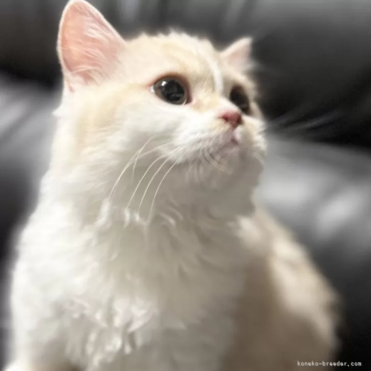 ミヌエット(短足)【埼玉県・男の子・2025年4月16日・クリームタビー&amp;ホワイト】の写真1