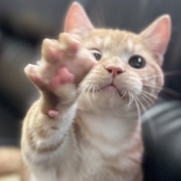 ミヌエット(短足)【埼玉県・男の子・2025年3月21日・レッドタビー（短毛）】の写真「とても人懐こく活発な短足短毛王子です！」