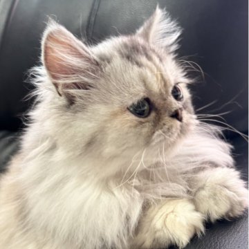 ミヌエット(長足)【埼玉県・女の子・2025年3月1日・シルバーパッチドタビー（長毛）】の写真「マンチ立ちがお得意で愛嬌たっぷり長毛中足の女の子」