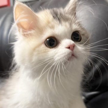 ミヌエット(長足)【埼玉県・女の子・2025年7月20日・ダイリュートキャリコ（長毛）】の写真「元気いっぱいでとても人懐こく可愛い長毛長足ちゃん！」