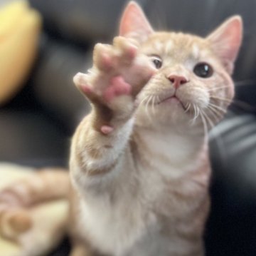 ミヌエット(短足)【埼玉県・男の子・2025年3月21日・レッドタビー（短毛）】の写真「とても人懐こく活発な短足短毛王子です！」