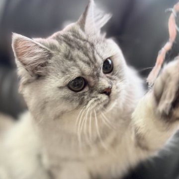 ミヌエット(長足)【埼玉県・女の子・2025年3月1日・ブルータビー（長毛）】の写真「活発で非常に人懐こく可愛いらしい長毛女子です！」