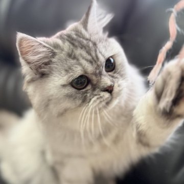 ミヌエット(長足)【埼玉県・女の子・2025年3月1日・ブルータビー（長毛）】の写真「活発で非常に人懐こく可愛いらしい長毛女子です！」