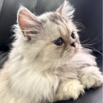 ミヌエット(長足)【埼玉県・女の子・2025年3月1日・シルバーパッチドタビー（長毛）】の写真「マンチ立ちがお得意で愛嬌たっぷり長毛中足の女の子」