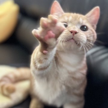 ミヌエット(短足)【埼玉県・男の子・2025年3月21日・レッドタビー（短毛）】の写真「とても人懐こく活発な短足短毛王子です！」