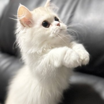 ミヌエット(短足)【埼玉県・男の子・2025年7月20日・クリーム&ホワイト（長毛）】の写真「活発でとても人懐こく可愛いらしい長毛中足男子です！」