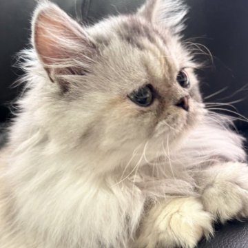 ミヌエット(長足)【埼玉県・女の子・2025年3月1日・シルバーパッチドタビー（長毛）】の写真「マンチ立ちがお得意で愛嬌たっぷり長毛中足の女の子」