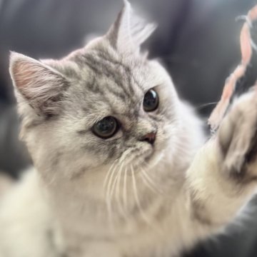 ミヌエット(長足)【埼玉県・女の子・2025年3月1日・ブルータビー（長毛）】の写真「活発で非常に人懐こく可愛いらしい長毛女子です！」