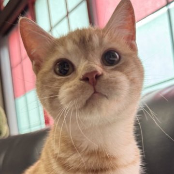 ミヌエット(短足)【埼玉県・男の子・2025年3月21日・レッドタビー（短毛）】の写真「人懐こく元気いっぱいで可愛い短足短毛王子です！」