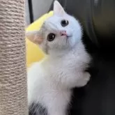 ミヌエット(短足)【埼玉県・女の子・2025年2月26日・ダイリュートキャリコ】の写真1