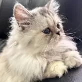 ミヌエット(長足)