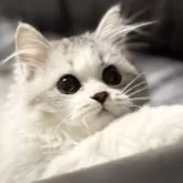 ミヌエット(長足)