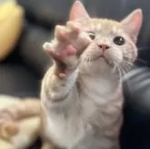 ミヌエット(短足)