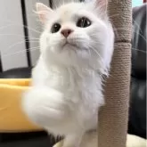 ミヌエット(長足)