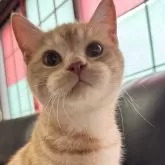 ミヌエット(短足)