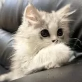 ミヌエット(長足)【埼玉県・女の子・2025年7月20日・ブルータビー&ホワイト】の写真8