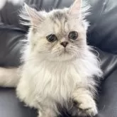 ミヌエット(長足)【埼玉県・女の子・2025年3月1日・シルバーパッチドタビー】の写真4