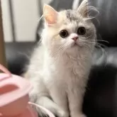 ミヌエット(長足)【埼玉県・女の子・2025年7月20日・ダイリュートキャリコ】の写真4