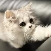 ミヌエット(長足)【埼玉県・女の子・2025年7月20日・ブルータビー&ホワイト】の写真9