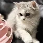 ミヌエット(長足)【埼玉県・女の子・2025年7月20日・ブルータビー&ホワイト】の写真4