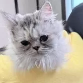 ミヌエット(長足)【埼玉県・女の子・2025年3月1日・シルバーパッチドタビー】の写真5