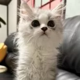 ミヌエット(長足)【埼玉県・女の子・2025年7月20日・ブルータビー&ホワイト】の写真11