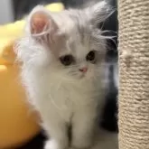 ミヌエット(長足)【埼玉県・女の子・2025年7月20日・ダイリュートキャリコ】の写真11