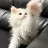 ミヌエット(長足)【埼玉県・女の子・2025年7月20日・ダイリュートキャリコ】の写真12