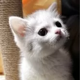 ミヌエット(短足)【埼玉県・女の子・2025年2月26日・ダイリュートキャリコ】の写真7